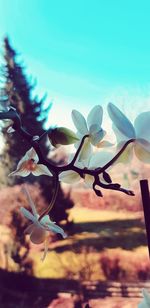 Close-up of flower against sky