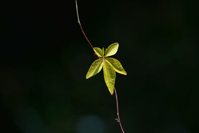 Close-up of plant