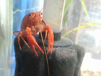 Close-up of crab on finger