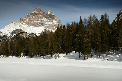 Trees on snow covered mountain against sky