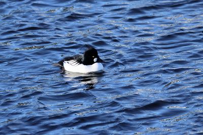 High angle view of bird swimming in lake