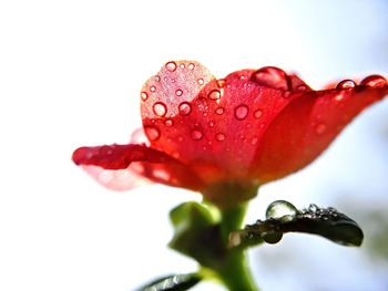 Close-up of wet red rose in rainy season