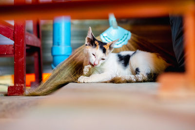 Cat relaxing on floor