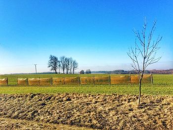 Scenic view of grassy field against blue sky