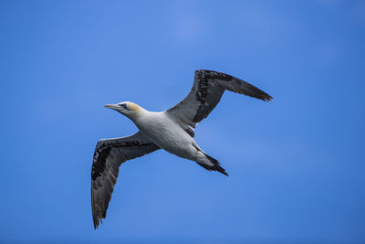 Low angle view of birds flying against clear blue sky