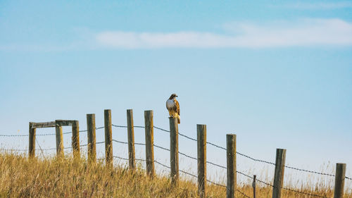 fence