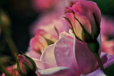 Close-up of pink flowers blooming outdoors