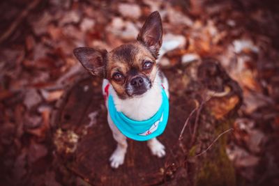 High angle portrait of a dog