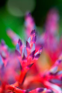 Close-up of purple flower blooming outdoors