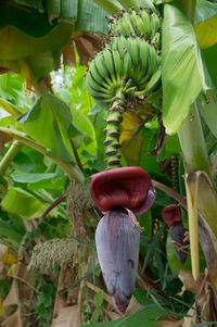 Plant growing on a tree