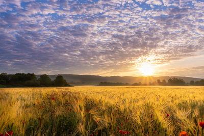 Scenic view of field against sky during sunset