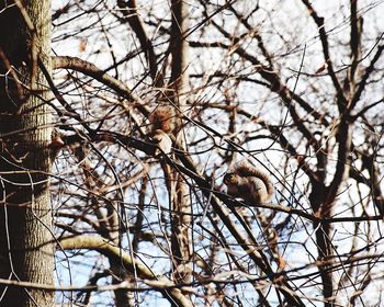 Low angle view of bird perching on tree against sky