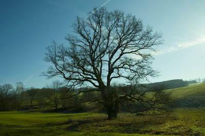 Bare tree on field against sky