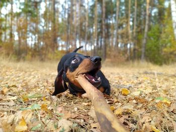 Close-up of a dog on autumn leaves