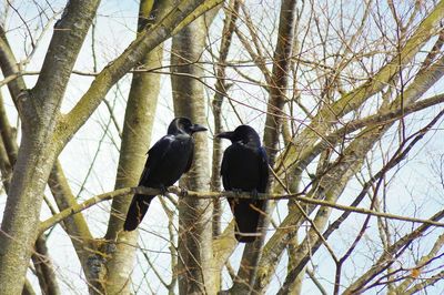 Low angle view of bird perching on tree against sky