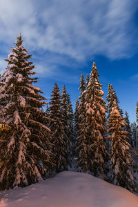 Snowcovered trees in winter forest