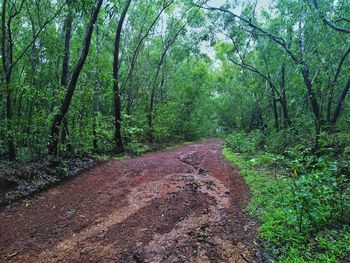 Road amidst trees in forest