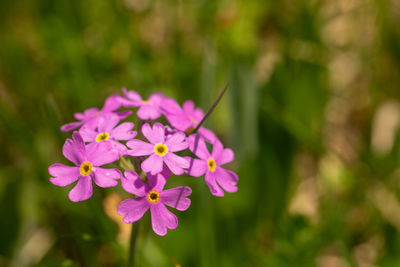 Close-up of pink flowering plant