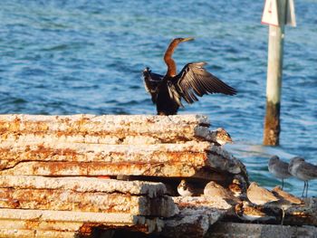 Bird perching on wooden post by sea