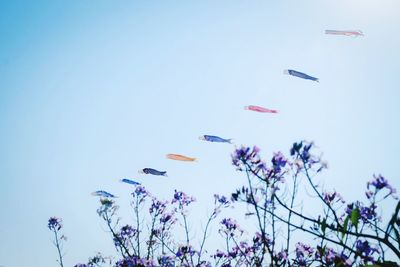 Low angle view of flowers against blue sky