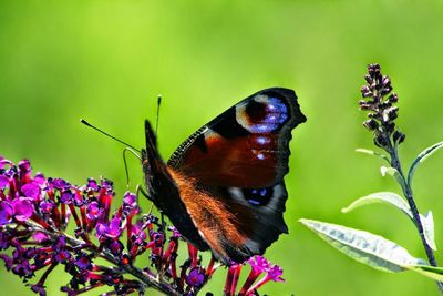 Close-up of butterfly perching on flower