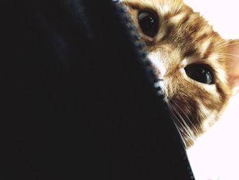 Close-up portrait of cat