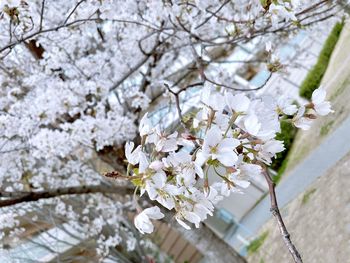 Close-up of white cherry blossoms in spring