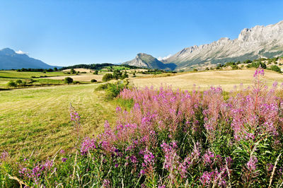 Scenic view of flowering plants on field against blue sky