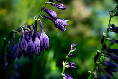 Close-up of purple flowering plant