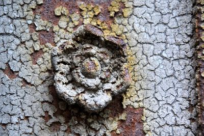 Close-up of lichen