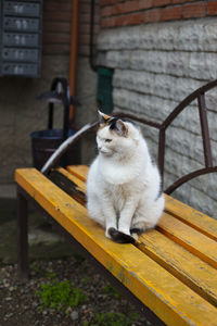 Cat sitting on bench