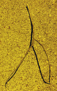 High angle view of yellow leaf on field