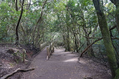 Empty road along trees in forest