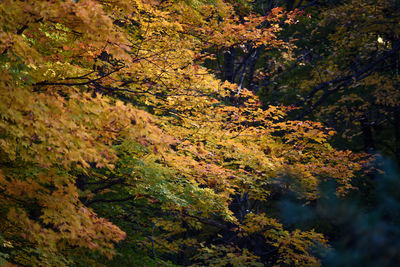 Trees in forest