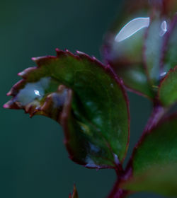 Close-up of leaves against blurred background