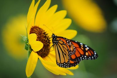 Close-up of butterfly pollinating on yellow flower