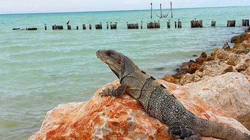 Sea lion on rock at beach against sky