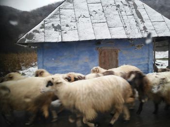 Sheep in pen