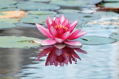 Close-up of pink water lily in lake