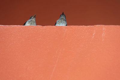 Close-up of cats against orange wall