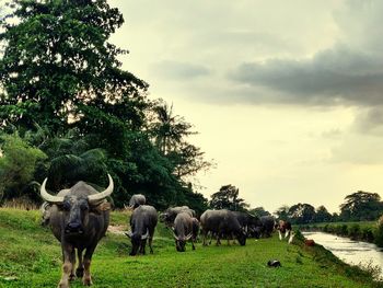 Buffaloess by the river