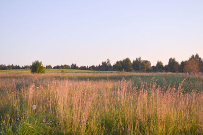 Scenic view of field against clear sky