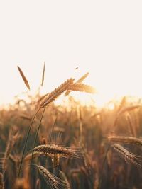 Close-up of wheat plants on field against sky