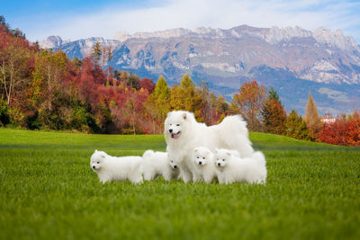 White dog on field