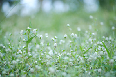 Close-up of white flowering plants on field