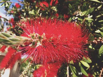 Close-up of red flowers