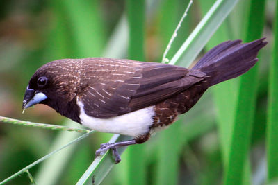 Close-up of bird perching on leaf