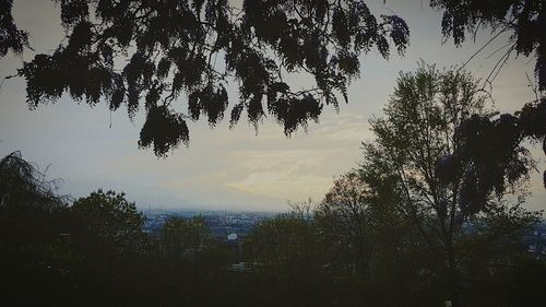 Low angle view of trees against sky