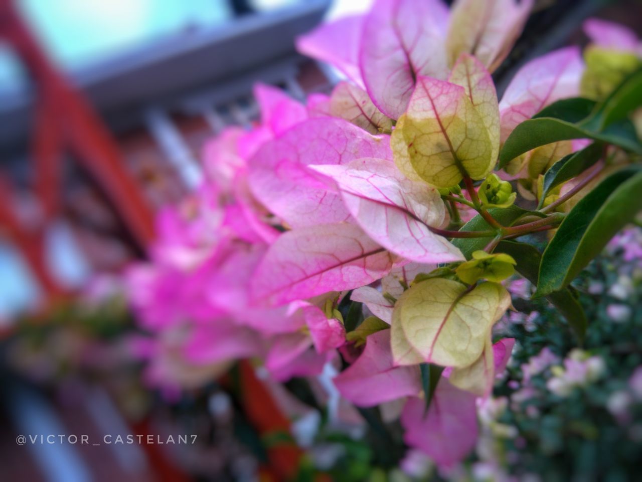 CLOSE-UP OF FRESH PINK FLOWER PLANT