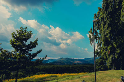 Trees on field against sky